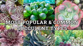 Main Succulent Plant Types With Names amp How To Identify Them [upl. by Onnem]