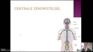 66 Het zenuwstelsel [upl. by Holub]