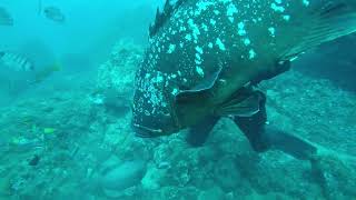 SCUBA Diving in Madeira with Madeira Divepoint [upl. by Yentruoc]