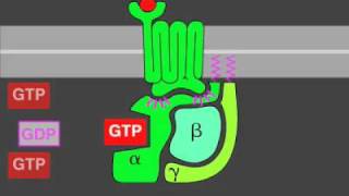 Gprotein signaling [upl. by Nedarb]