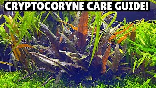 Cryptocoryne Care Guide  Best Low Tech Plant [upl. by Stutman]