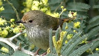 Brown Thornbill on Silver Wattle [upl. by Enaira]