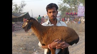 INDIAN VILLAGE STYLE MUTTON CURRY MAKING  street food [upl. by Bywaters]