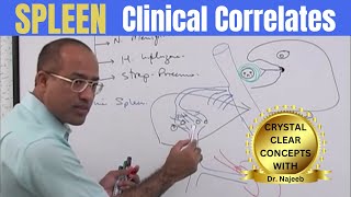 Spleen  Clinical Correlates👨‍⚕️ [upl. by Nojed]