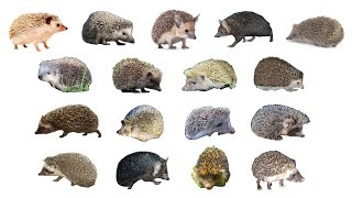 🦔 Types Of Hedgehogs  17 Different Hedhehog Species hedhehogs [upl. by Lenuahs]