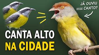 PASSARINHADA URBANA Aves cantoras das cidades Espécies comuns e pouco conhecidas [upl. by Ramas]