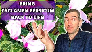 HOW TO BRING CYCLAMEN PERSICUM BACK TO LIFE  houseplant cyclamen [upl. by Adler]