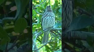 Female Figbird in Queensland shorts [upl. by Farhi]