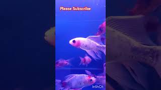 New lot shubunkin goldfish Shop se liyashubunkingoldfishshubunkinpetpetspetsvlogfishgoldfish [upl. by Illek]