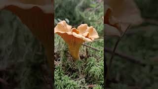 Лисичка настоящаяCantharellus cibarius [upl. by Sherar318]