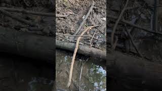 Catching a broad banded water snake snakeanimalsfypwildlifenaturereptiles [upl. by Rosdniw]