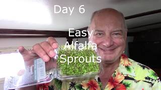 Easy Alfalfa Sprouts [upl. by Ahsilrae]