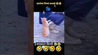 funny 🤣 🤣 animal cat 🐈 😺 🐈 vs cute man challenge shorts videos viral shorts funnumoments cat [upl. by Yseult]