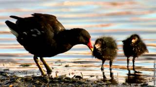 Moorhen  bird call [upl. by Abdu]