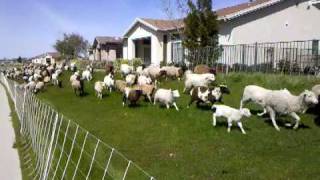 Sheep stampede in Lincoln California [upl. by Aldora]