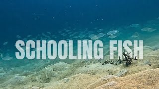 Schooling fish on the sand of Samalona Island [upl. by Noerb783]