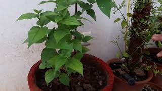 How to grow and care Harsingar plant  Care of Harsingar plant [upl. by Nolyarb]