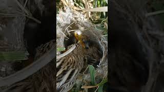 Zitting Cisticola Tiny Warriors in the Nest shorts ytshorts viralvideo [upl. by Garvin]