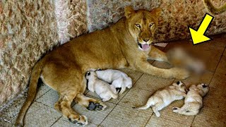 Lioness Gives Birth But What She Gave Birth To Shocked Everyone [upl. by Eaver]