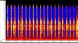 Sperm Whale echolocation espectrograma da cachalote Physeter macrocephalus [upl. by Wilt]