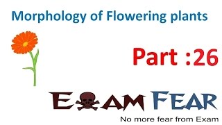 Biology Morphology of Flowering Plants part 26 Flowetr type CBSE class 11 XI [upl. by Korey]