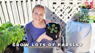 Transplanting Herbs  Grow Lots of Parsley [upl. by Clayborne]