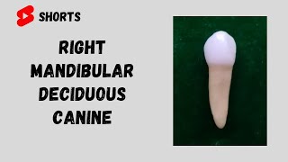 Deciduous Right Mandibular Canine  Oral Anatomy [upl. by Gregory]