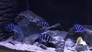 Cyphotilapia Gibberosa Blue Zaire Kapampa F1 [upl. by Duile]