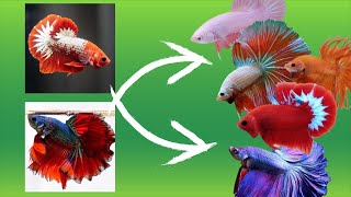 Betta Fish Cross Breeding Tail Types With Results [upl. by Crin]