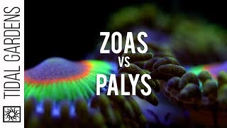 Zoanthid and Palythoa identification and taxonomy [upl. by Femmine]