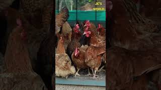 കോഴി വളർത്തി വിജയം നേടാം POULTRY FARM KERALA miracle viralfarm video [upl. by Ardnaskela114]