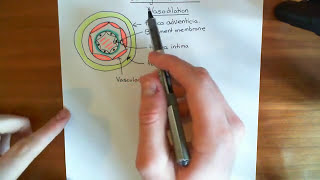 Bradykinin Induced Vasodilation Part 1 [upl. by Lyrradal]