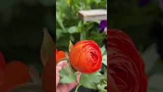 cutflowers ranunculus anemone garden bouquet [upl. by Llerehs125]