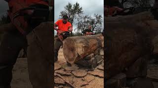 HUSQVARNA 3120XP Vs STIHL MS880 ✅  Cu AdrianBalanchainsaws La GTG România 2024 🤝 [upl. by Twelve]