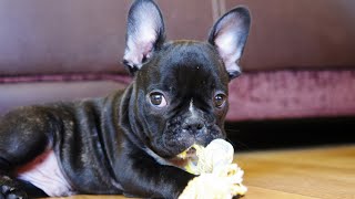 PUPPY PLAYING WITH TOYS FRENCH BULLDOG [upl. by Noillid]