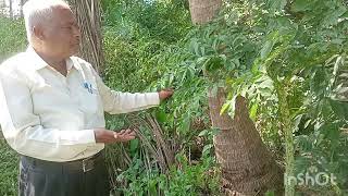 Medicinal plant for piles and pistula disease [upl. by Waly905]