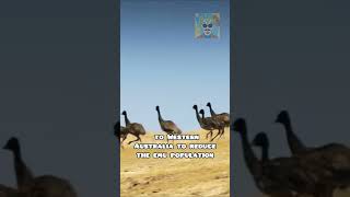 The Emu War emuwar australia emu facts history funfacts war [upl. by Covell]