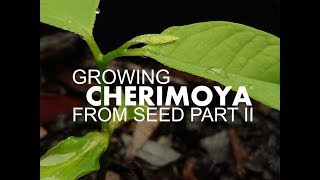 How to grow CHERIMOYA from seed Part 2 [upl. by Reh764]