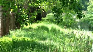 Naturgeräusche zum Lernen Entspannen Aufwachen  1 Stunde Vogelgezwitscher Waldgeräusche ASMR [upl. by Palgrave]