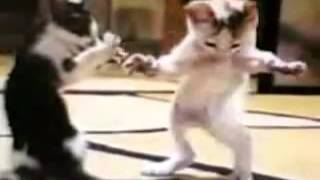 Un chat qui dance [upl. by Levison609]