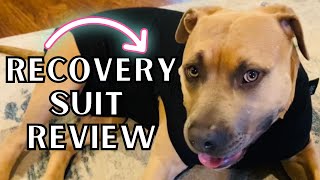 Suitical Dog Recovery Suit Review  PostSurgery Skin Conditions Incontinence [upl. by Gerald]