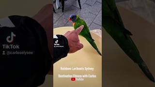 Sydneys Beautiful Rainbow Lorikeets travelblogger lifestyleblogger sydneylife carloselysee [upl. by Murray]