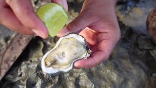 Oyster So Fresh  Find Oyster A Lot After Sea low Tide [upl. by Winters]