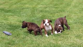 Boxer Puppies For Sale [upl. by Sirotek938]