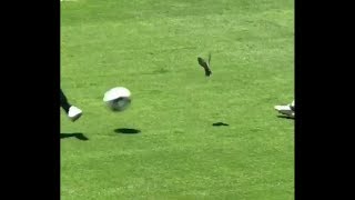 Matteo Darmian hits bird with soccer ball at Man United vs San Jose Earthquakes match [upl. by Odnalo739]