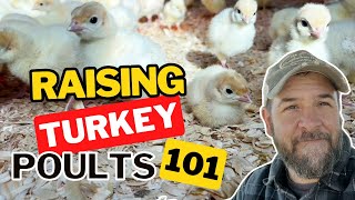 Brooding Turkey Poults Essential Tips for Success on Your Farm or Homestead [upl. by Voleta]