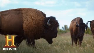 Ranchlands Bison Season Episode 4  History [upl. by Philly274]