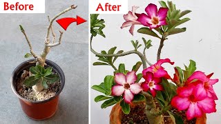 Adenium Plant CARE 101  BEST Soil Mix Fertilizer Light amp Water Requirements [upl. by Enaitsirhc]