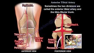 Anterior Tibial Artery  Everything You Need To Know  Dr Nabil Ebraheim [upl. by Nakhsa924]