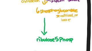 Pentose Phosphate Pathway [upl. by Akenahs675]